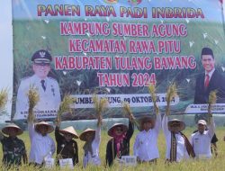 Panen Raya Padi Inbrida di Kampung Sumber Agung, Rawa Pitu, Tulang Bawang Tahun 2024