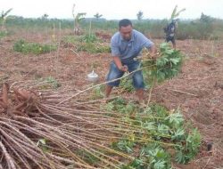 KPPU Bongkar Penyebab Harga Singkong di Lampung Rendah