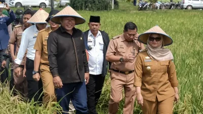 Panen raya di Jabung, Bupati Lampung Timur upayakan dukungan alsintan dan stabilitas harga