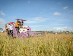 Gubernur sebut proyeksi luas panen raya di Lampung capai 12 ribu hektare