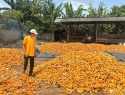 Petani jagung Lampung Timur menjerit, Bulog dinanti tak kunjung datang