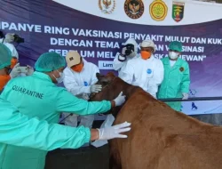Barantin kampanyekan vaksinasi guna cegah penyebaran PMK kepada hewan