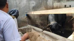 Pemkot Bandarlampung ajak pedagang hewan kurban untuk jaga kebersihan