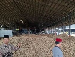 Lampung siapkan Perda dan Pergub atur tataniaga singkong