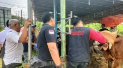 Pemkab Lampung Selatan kerahkan 117 petugas awasi kesehatan hewan kurban
