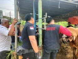 Pemkab Lampung Selatan kerahkan 117 petugas awasi kesehatan hewan kurban